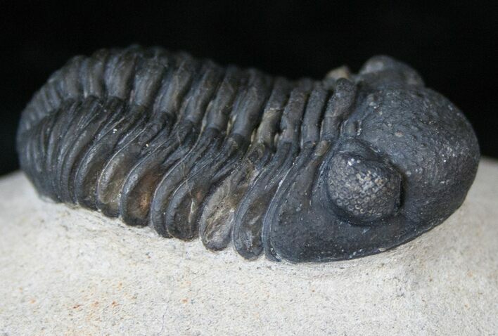 Phacops Trilobite - Mrakib, Morocco #14291